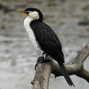 Little Pied Cormorant