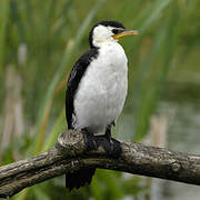 Little Pied Cormorant