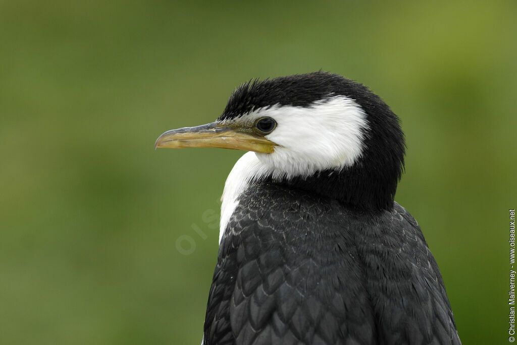 Cormoran pieadulte, identification