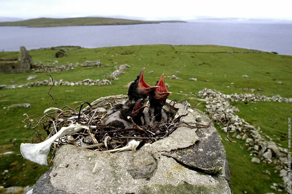 Hooded Crowjuvenile