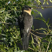 Great Spotted Cuckoo