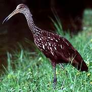 Limpkin