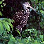 Limpkin