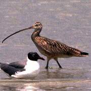 Long-billed Curlew