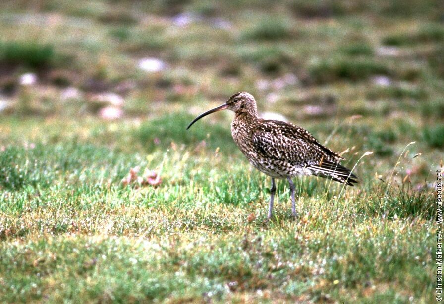 Eurasian Curlewadult