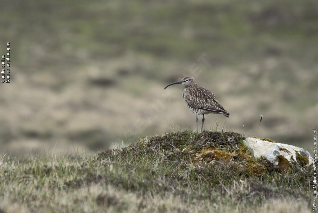 Whimbreladult breeding, identification