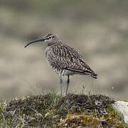 Whimbrel