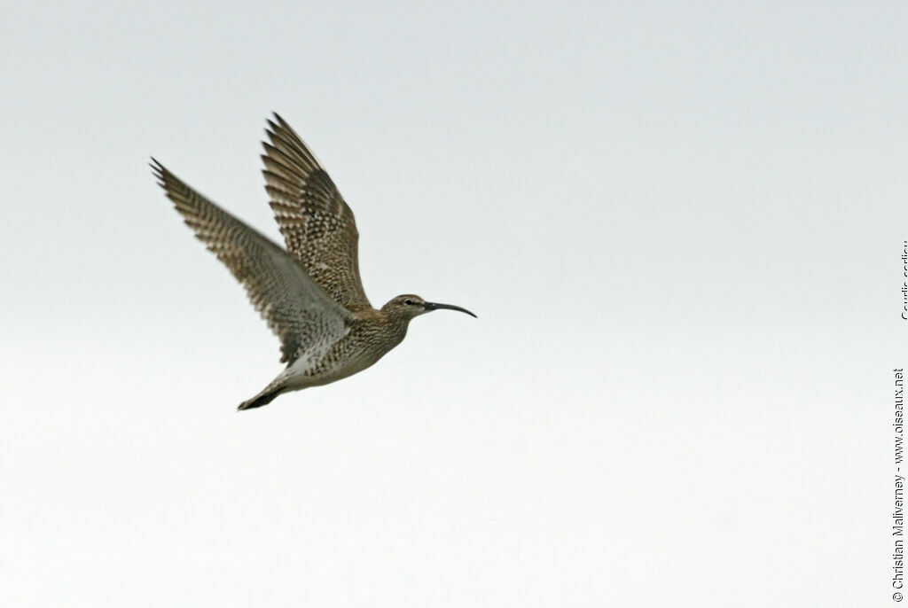 Whimbreladult breeding, Flight