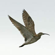 Whimbrel