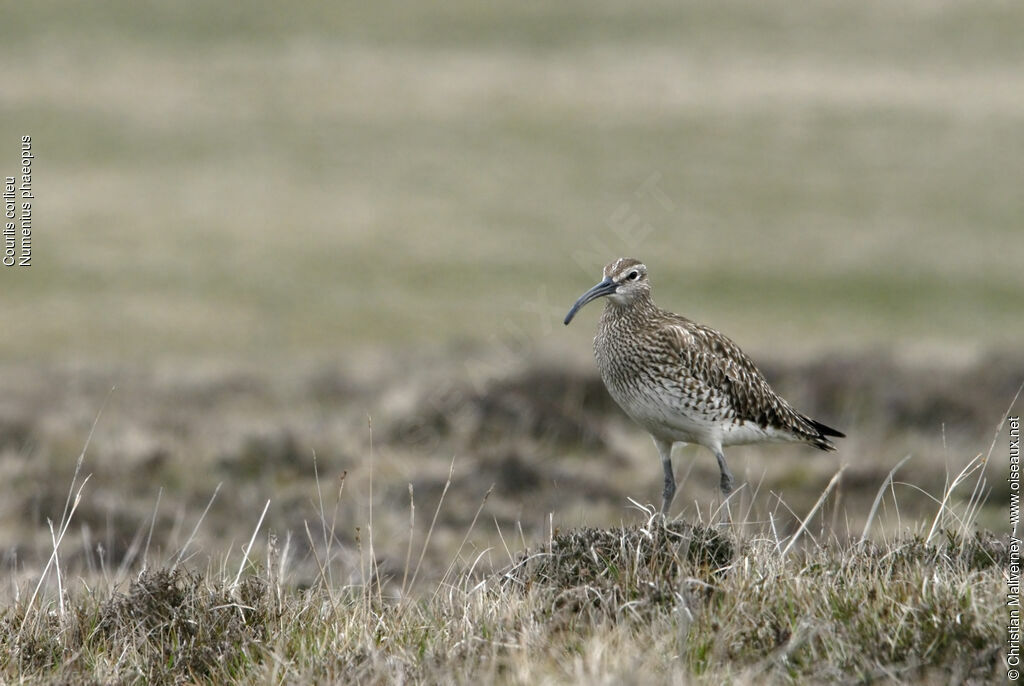 Courlis corlieuadulte nuptial, identification