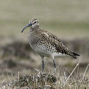 Eurasian Whimbrel