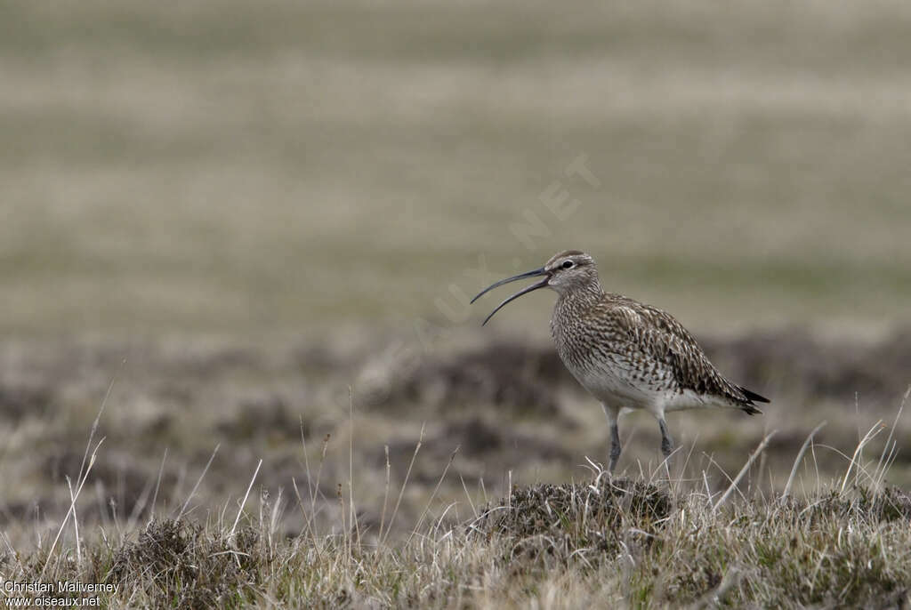 Eurasian Whimbreladult breeding, habitat, song