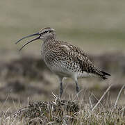 Whimbrel