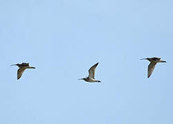 Eurasian Whimbrel