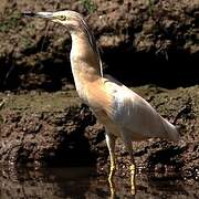 Squacco Heron