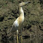 Squacco Heron