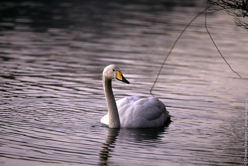 Cygne chanteuradulte internuptial