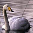 Cygne chanteur