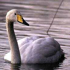 Cygne chanteur