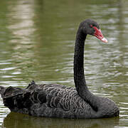 Cygne noir