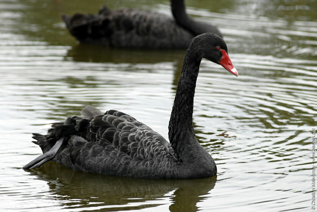 Cygne noiradulte