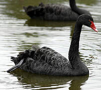 Cygne noir