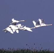 Mute Swan