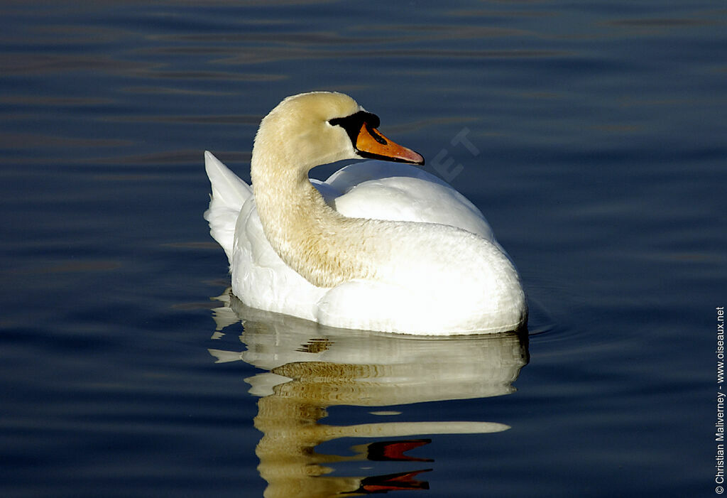 Cygne tuberculéadulte