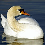 Cygne tuberculé