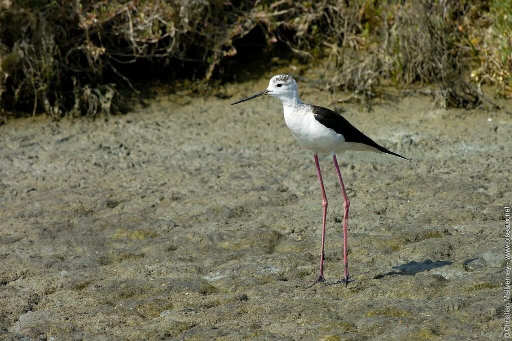 Black-winged Stiltadult