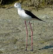 Black-winged Stilt