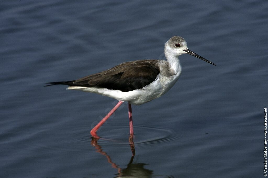 Black-winged Stiltadult