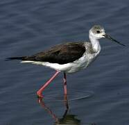 Black-winged Stilt