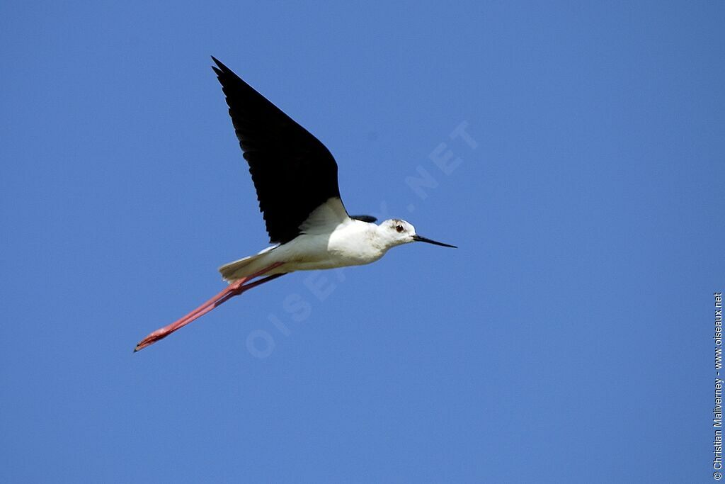 Échasse blancheadulte