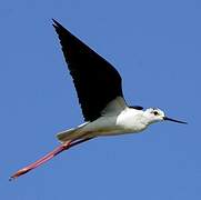 Black-winged Stilt