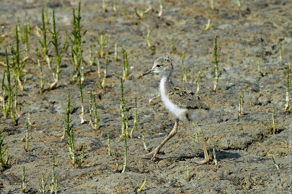 Black-winged Stiltjuvenile