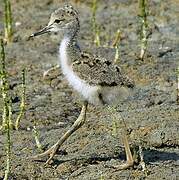 Black-winged Stilt