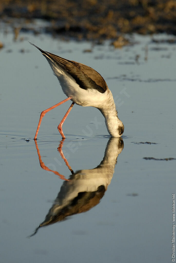 Black-winged Stilt female adult post breeding