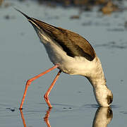 Black-winged Stilt