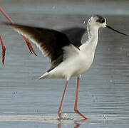 Black-winged Stilt