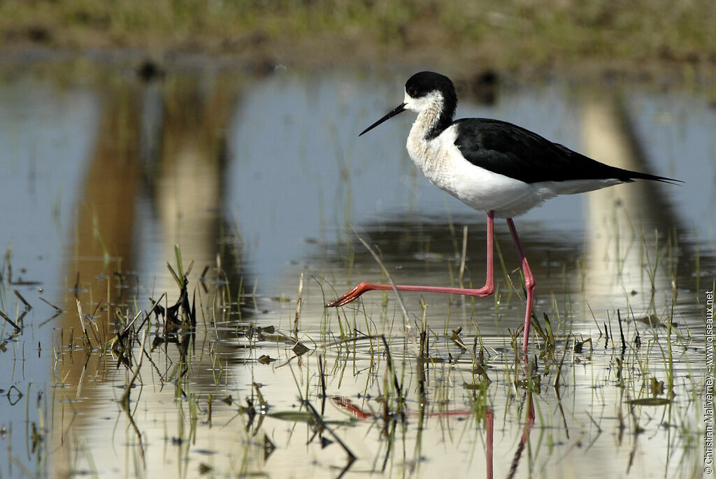 Black-winged Stilt male adult breeding