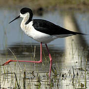 Black-winged Stilt