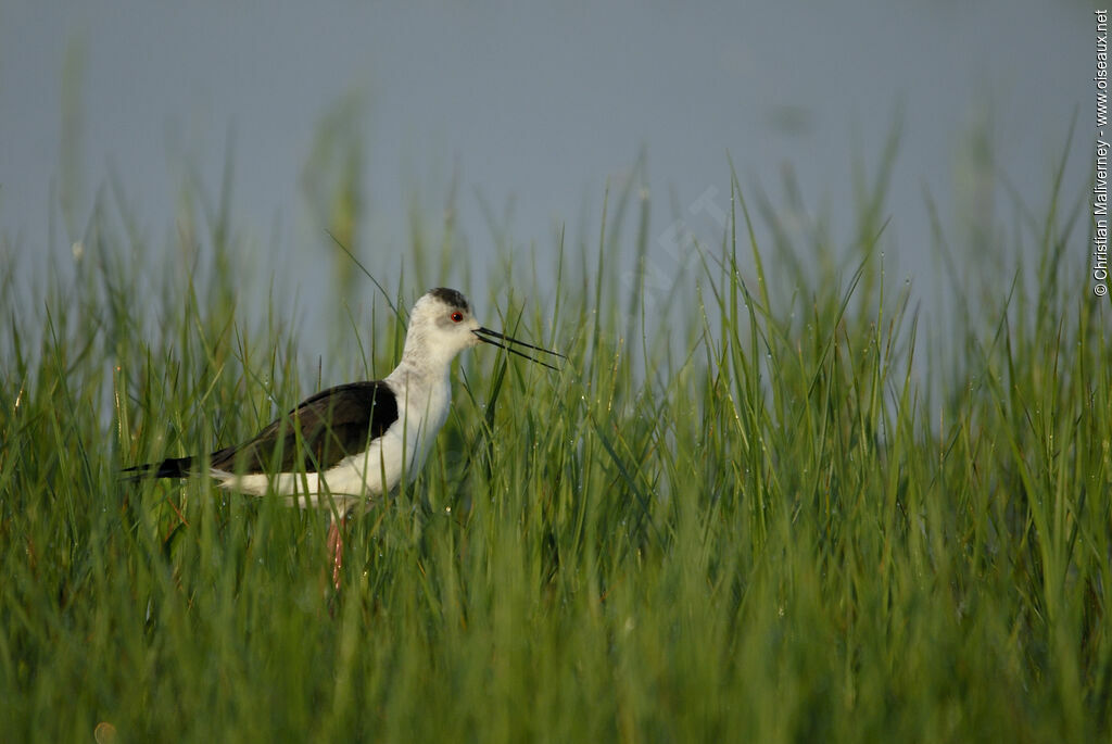 Échasse blancheadulte nuptial, identification