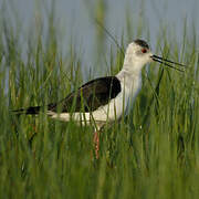 Black-winged Stilt