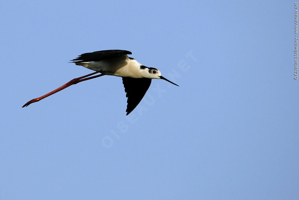 Black-winged Stilt male adult breeding, Flight