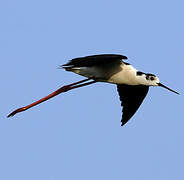 Black-winged Stilt