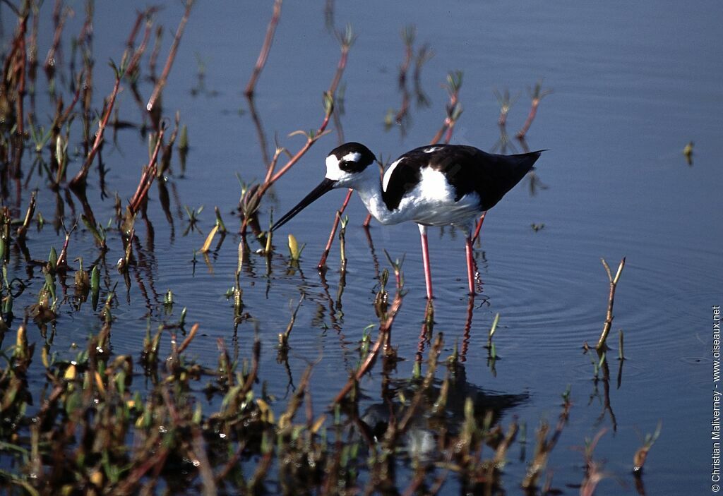 Black-necked Stiltadult