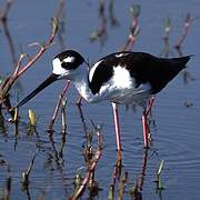 Black-necked Stilt