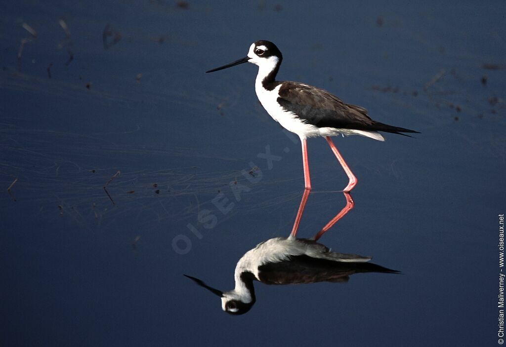 Black-necked Stiltadult