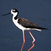 Black-necked Stilt